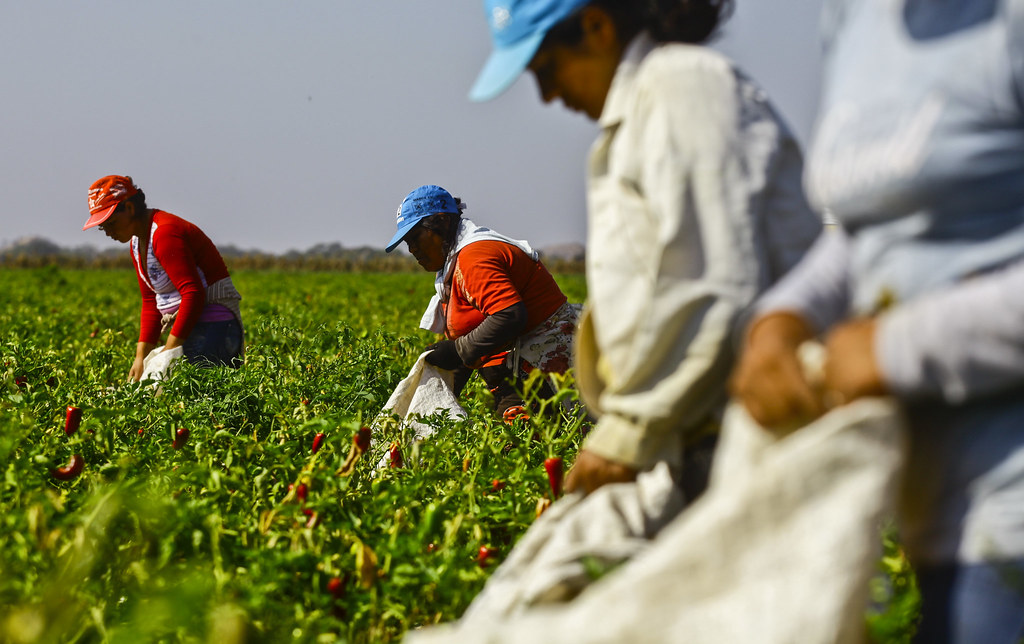 RANKING: Top 10 de las empresas de agronegocios más importantes de México